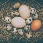 Eggs Blamed—Hospital Chaos After FDA Bombshell! Various eggs in a nest on straw bedding