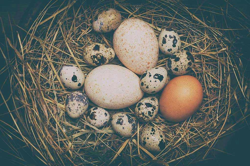 1666625176 Various eggs in a nest on straw bedding