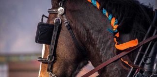 Horse with colorful braids and bridle, side profile.