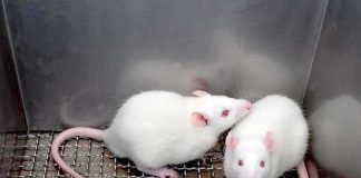 Two white laboratory rats interacting in a cage