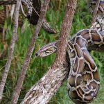 A python snake resting on a tree branch in a natural setting