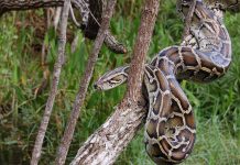 A python snake resting on a tree branch in a natural setting