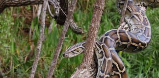 A python snake resting on a tree branch in a natural setting