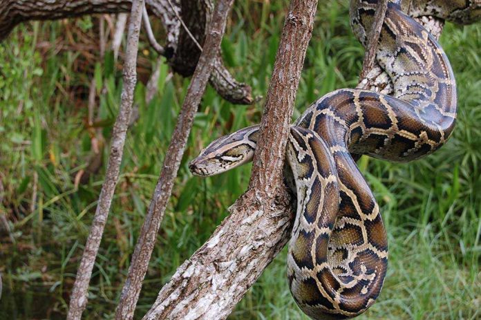 A python snake resting on a tree branch in a natural setting