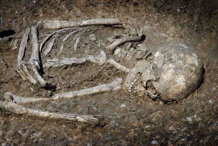 Excavated human skeleton partially embedded in soil