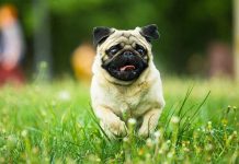 Youngest Judge SHOOTS Family Puppy Pug running in grassy field