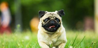 Youngest Judge SHOOTS Family Puppy Pug running in grassy field