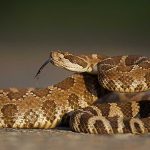 A close-up of a snake with patterned scales and its tongue flicking out