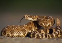A close-up of a snake with patterned scales and its tongue flicking out