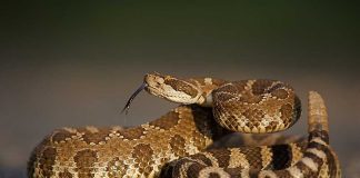 A close-up of a snake with patterned scales and its tongue flicking out