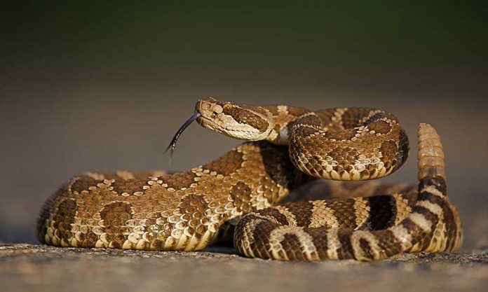 A close-up of a snake with patterned scales and its tongue flicking out