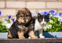 A puppy and a kitten sitting together in front of colorful flowers