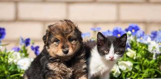 A puppy and a kitten sitting together in front of colorful flowers
