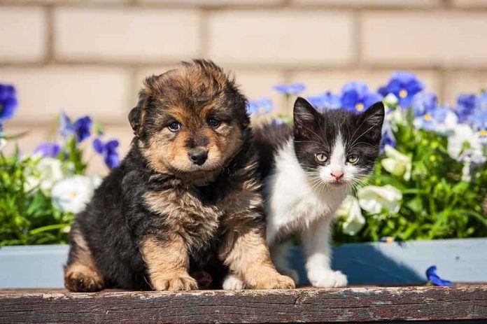 A puppy and a kitten sitting together in front of colorful flowers