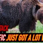 Hiker MIRACULOSULY Survives Grizzly Bear Charge! Hiker MIRACULOSULY Survives Grizzly Bear Charge!