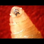 New World Screwworm found in South Texas