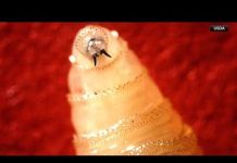 Flesh-Eating Fly U.S Livestock! New World Screwworm found in South Texas