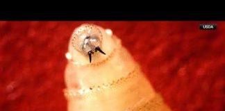 New World Screwworm found in South Texas