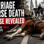 NYC Carriage Horse Cause of Death Revealed — And It Wasn't What People Expected