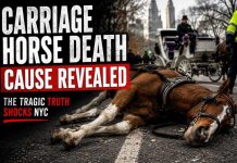 Tourist Dream Turns Deadly In Central Park NYC Carriage Horse Cause of Death Revealed — And It Wasn't What People Expected