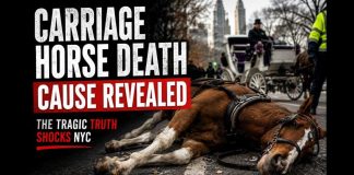 Tourist Dream Turns Deadly In Central Park NYC Carriage Horse Cause of Death Revealed — And It Wasn't What People Expected