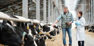 Flesh-Eating Parasite DEVASTATES U.S Livestock! Farmer and veterinarian inspecting cows in a dairy farm.
