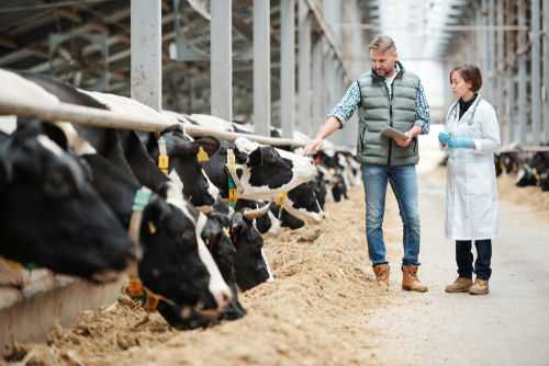shutterstock_1504965485 Farmer and veterinarian inspecting cows in a dairy farm.