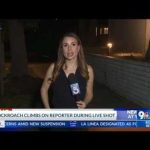 Reporter Goes VIRAL After Cockroach Infestation! Cockroach lands on reporter during live report