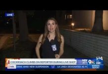 Cockroach lands on reporter during live report
