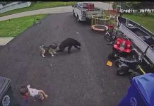 VIDEO: Family dog saves young boy from bear in Torrington