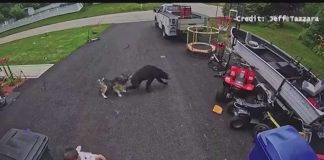 Hero Husky Mauls Charging Bear SAVES Kid! VIDEO: Family dog saves young boy from bear in Torrington
