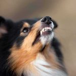 Hero Husky Mauls Charging Bear SAVES Kid! dog showing teeth in close-up profile