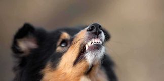 dog showing teeth in close-up profile