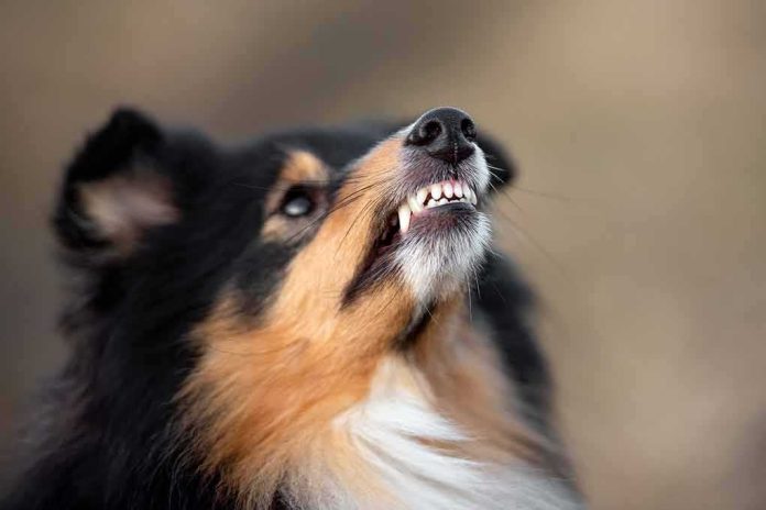 dog showing teeth in close-up profile