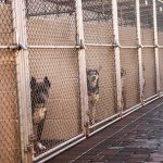 Home Cam Horror Captures Woman Doing The UNTHINKABLE To A Dog Dogs in chain-link kennels along a walkway