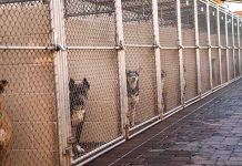 Home Cam Horror Captures Woman Doing The UNTHINKABLE To A Dog Dogs in chain-link kennels along a walkway