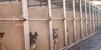 Home Cam Horror Captures Woman Doing The UNTHINKABLE To A Dog Dogs in chain-link kennels along a walkway